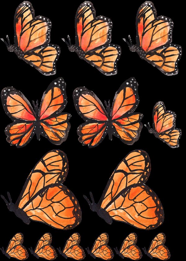 Oblea mariposas 9